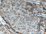 C3orf64 Antibody in Immunohistochemistry (Paraffin) (IHC (P))