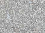 C3orf64 Antibody in Immunohistochemistry (Paraffin) (IHC (P))