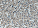 C3orf64 Antibody in Immunohistochemistry (Paraffin) (IHC (P))