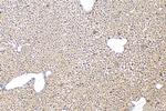 Fibroblast activation protein alpha Antibody in Immunohistochemistry (Paraffin) (IHC (P))