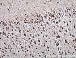 TREM2 Antibody in Immunohistochemistry (Paraffin) (IHC (P))