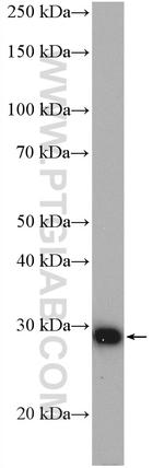 CIDEB Antibody in Western Blot (WB)