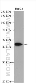 ASPN Antibody in Western Blot (WB)