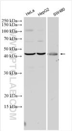 ASPN Antibody in Western Blot (WB)