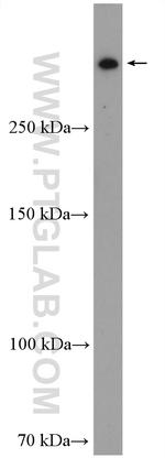 RanBP2 Antibody in Western Blot (WB)