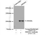 FBXO11 Antibody in Immunoprecipitation (IP)