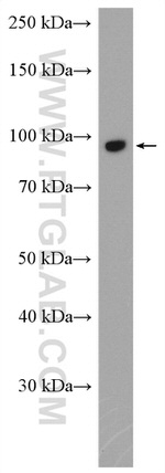 FBXO11 Antibody in Western Blot (WB)