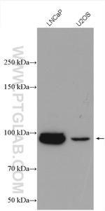 FBXO11 Antibody in Western Blot (WB)