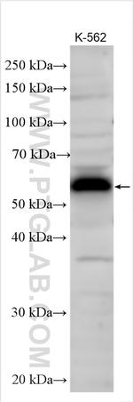 FAM53C Antibody in Western Blot (WB)