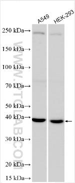 FPGS Antibody in Western Blot (WB)