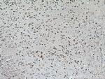TMC2 Antibody in Immunohistochemistry (Paraffin) (IHC (P))