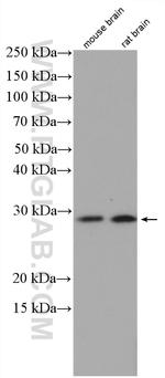DBNDD2 Antibody in Western Blot (WB)