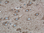 WDR8 Antibody in Immunohistochemistry (Paraffin) (IHC (P))
