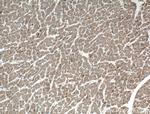 WDR8 Antibody in Immunohistochemistry (Paraffin) (IHC (P))