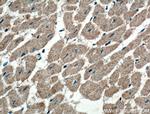 WDR8 Antibody in Immunohistochemistry (Paraffin) (IHC (P))