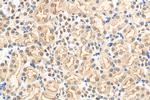 HSPBAP1 Antibody in Immunohistochemistry (Paraffin) (IHC (P))