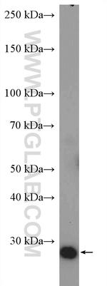 KDELR3 Antibody in Western Blot (WB)