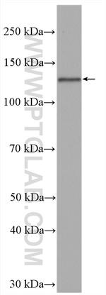 BACH2 Antibody in Western Blot (WB)