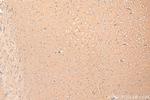 SLC38A6 Antibody in Immunohistochemistry (Paraffin) (IHC (P))
