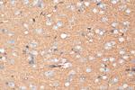 SLC38A6 Antibody in Immunohistochemistry (Paraffin) (IHC (P))