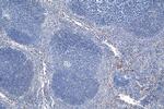 ELA2 Antibody in Immunohistochemistry (Paraffin) (IHC (P))
