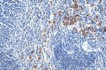 ELA2 Antibody in Immunohistochemistry (Paraffin) (IHC (P))