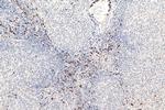 ELA2 Antibody in Immunohistochemistry (Paraffin) (IHC (P))