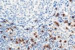 ELA2 Antibody in Immunohistochemistry (Paraffin) (IHC (P))