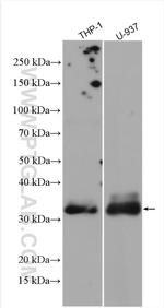 ELA2 Antibody in Western Blot (WB)