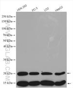 TXNL4A Antibody in Western Blot (WB)