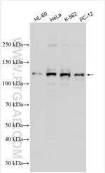 ZFX Antibody in Western Blot (WB)