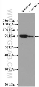 TAPT1 Antibody in Western Blot (WB)