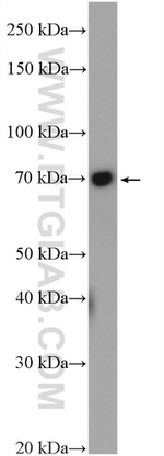 TAPT1 Antibody in Western Blot (WB)