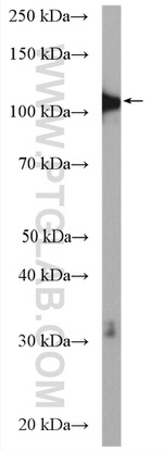 DPYD Antibody in Western Blot (WB)