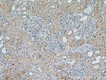 EPG5 Antibody in Immunohistochemistry (Paraffin) (IHC (P))