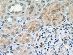 EPG5 Antibody in Immunohistochemistry (Paraffin) (IHC (P))