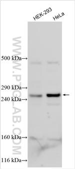 EPG5 Antibody in Western Blot (WB)