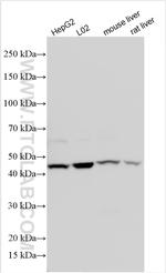TM6SF2 Antibody in Western Blot (WB)