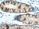 MUC2 Antibody in Immunohistochemistry (Paraffin) (IHC (P))