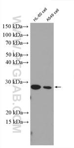 SAP30 Antibody in Western Blot (WB)