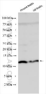 INSL5 Antibody in Western Blot (WB)