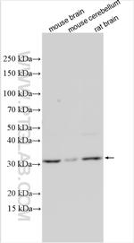 NMNAT2 Antibody in Western Blot (WB)