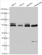 Perilipin 1 Antibody in Western Blot (WB)