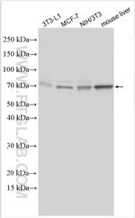Perilipin 1 Antibody in Western Blot (WB)