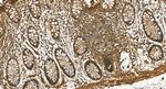 FAR2 Antibody in Immunohistochemistry (Paraffin) (IHC (P))