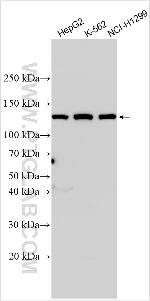 FAR2 Antibody in Western Blot (WB)