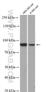 RRP1B Antibody in Western Blot (WB)