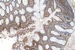 Flightless I Antibody in Immunohistochemistry (Paraffin) (IHC (P))