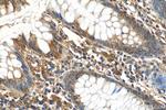 Flightless I Antibody in Immunohistochemistry (Paraffin) (IHC (P))