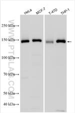 Flightless I Antibody in Western Blot (WB)